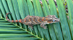 Orange Blotched Gargoyle Gecko