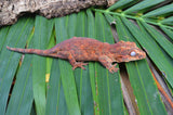 Red/Orange Blotched Gargoyle Gecko