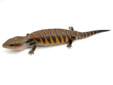 Swedish line Northern Blue Tongue Skink