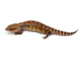 Swedish Northern Blue Tongue Skink
