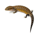Swedish Northern Blue Tongue Skink