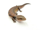 Swedish line Northern Blue Tongue Skink