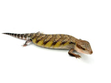 Hypo Swedish Northern Blue Tongue Skink
