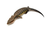 Sunrise Line Northern Blue Tongue Skink