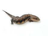 Pitch Black Line Northern Blue Tongue Skink