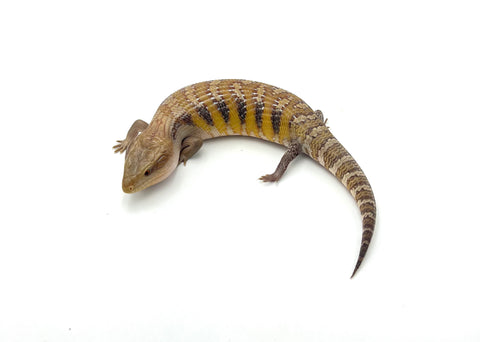 Swedish x Sunrise Northern Blue Tongue Skink