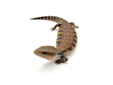 Swedish line Northern Blue Tongue Skink