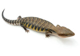 Sunrise Line Northern Blue Tongue Skink