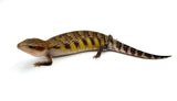 Hypo Swedish Northern Blue Tongue Skink