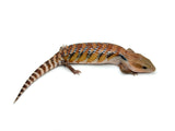 Swedish Northern Blue Tongue Skink