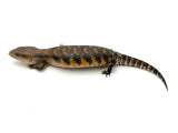 Pitch Black Line Northern Blue Tongue Skink