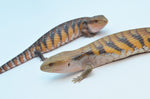 Swedish Northern Blue Tongue Skink Special