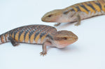 Swedish Northern Blue Tongue Skink Special