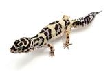 Extreme Bold Leopard Gecko Female
