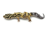 Tangerine Bold Leopard Gecko Male