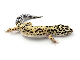 Tangerine Bold Leopard Gecko Male