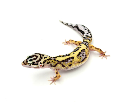 Bold Stripe Leopard Gecko
