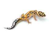 Bold Tangerine Leopard Gecko Female