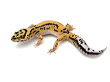 Bold Tangerine Leopard Gecko Female
