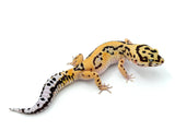 Bold Tangerine Leopard Gecko Female