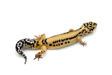 FireBold Leopard Gecko Female