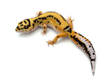 Bold Tangerine Leopard Gecko Female