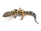 Bold Tangerine Leopard Gecko Male