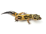 Tangerine Bold Leopard Gecko Female