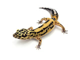 Tangerine Bold Leopard Gecko Female