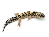 Bold Tangerine Leopard Gecko Male