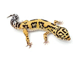 Bold Tangerine Leopard Gecko Male