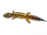 Tangerine Bold Leopard Gecko Female