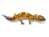 Tangerine Bold Leopard Gecko Female
