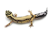 Tangerine Bold Leopard Gecko Female