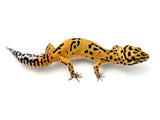 Tangerine Bold Leopard Gecko Female