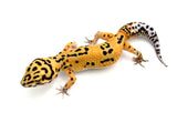 Tangerine Bold Leopard Gecko Female