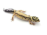 Tangerine Bold Leopard Gecko Female