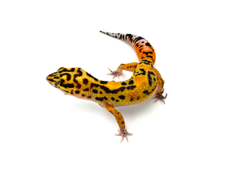 Mandarin Zorro Bold/Bandit Leopard Gecko