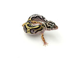 Bold Stripe Leopard Gecko