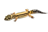 FireBold Leopard Gecko Female