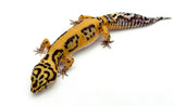 Bold Tangerine Leopard Gecko Female