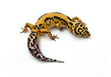 Bold Tangerine Leopard Gecko Female
