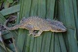 BREEDING PAIR of Orange Blotched Gargoyle Geckos