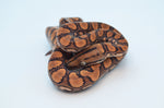 Baby Brazilian Rainbow Boa