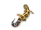 Bold Tangerine Leopard Gecko Male