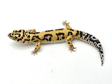 Bold Tangerine Leopard Gecko Male