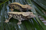 BREEDING PAIR of Extreme Harlequin Crested Geckos