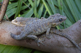 BREEDING PAIR of Orange Blotched Gargoyle Geckos