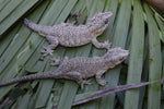 BREEDING PAIR of Orange Blotched Gargoyle Geckos