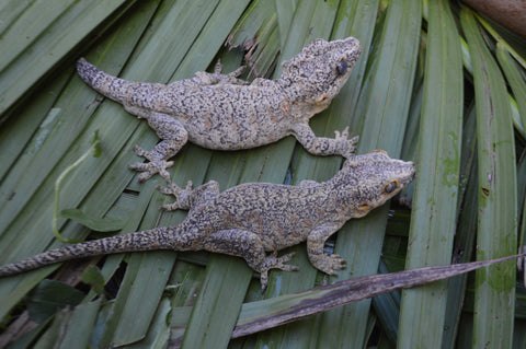 BREEDING PAIR of Orange Blotched Gargoyle Geckos